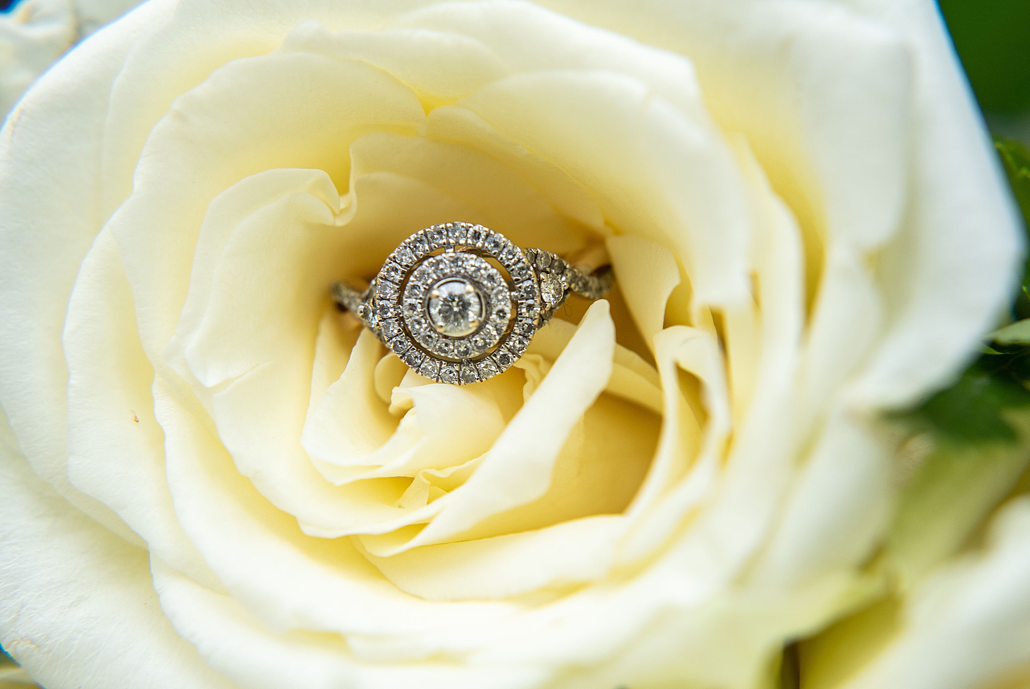 engagement ring rests in yellow rose